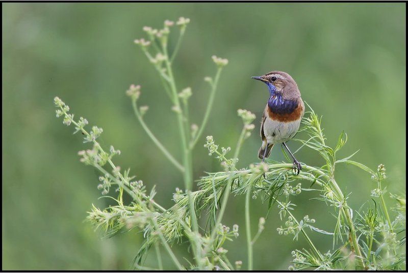 Варакушка фото превью