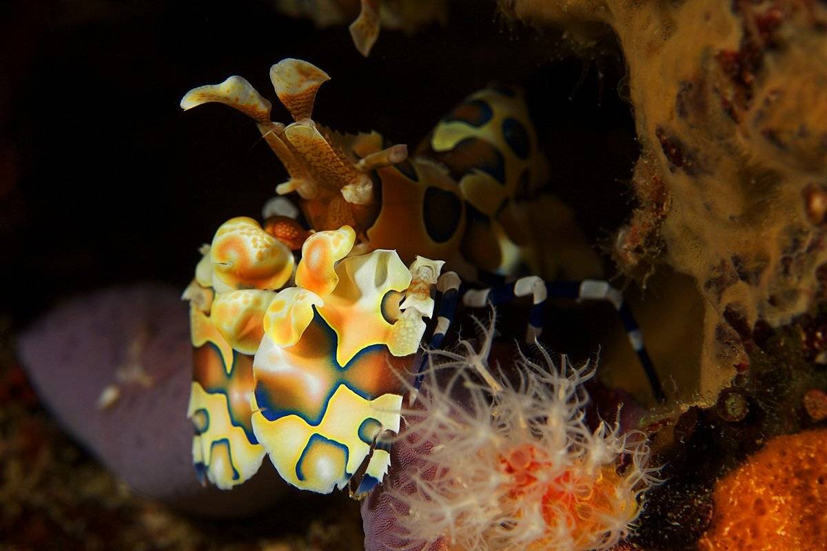harlequin,  shrimp, similan islands, reshelieu, rock, Anton Akhmatov