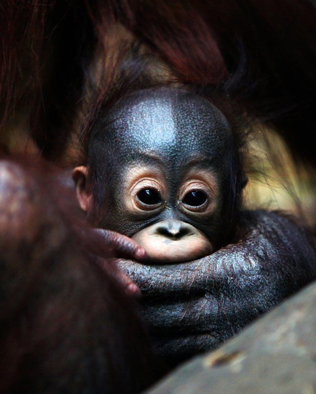 Молчи-молчи.... фото превью