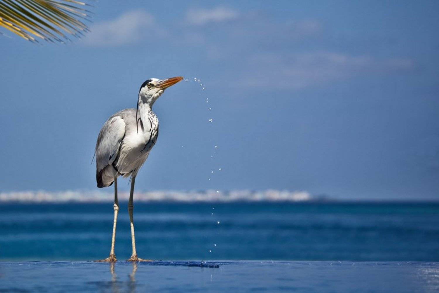 аист, вода, Pandora
