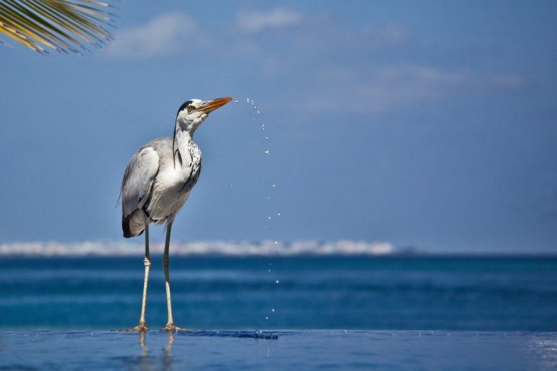 аист, вода *** фото превью