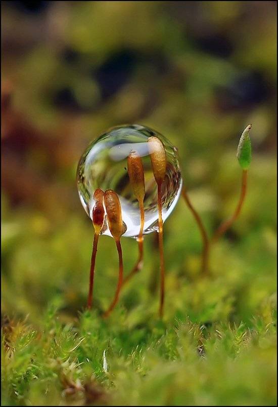 , Андрей Осокин