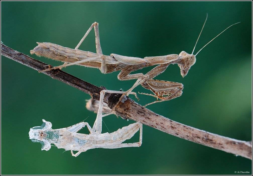 богомол,перелинял,старая,шкурка, Александр Чувилин