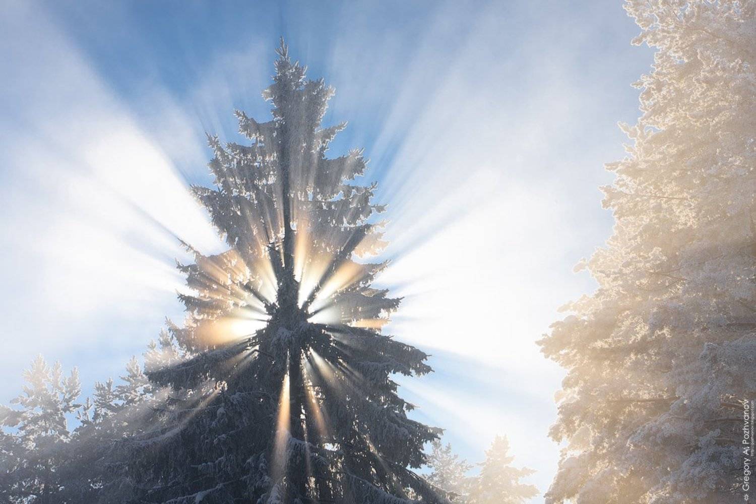 зима, февраль, туман, ёлка, солнце, лучи, свет, Григорий Пожванов