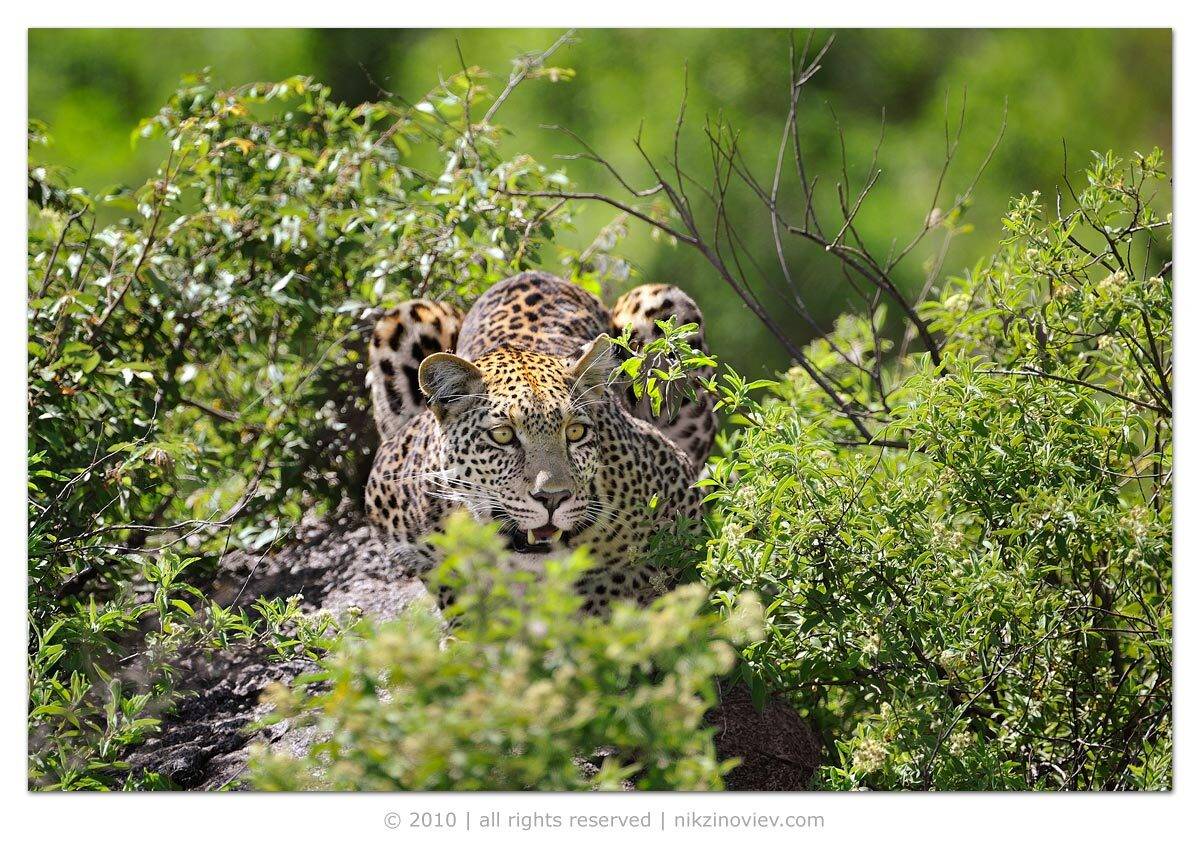 африка, саванна, леопард, серенгети, танзания, николай зиновьев, Николай Зиновьев