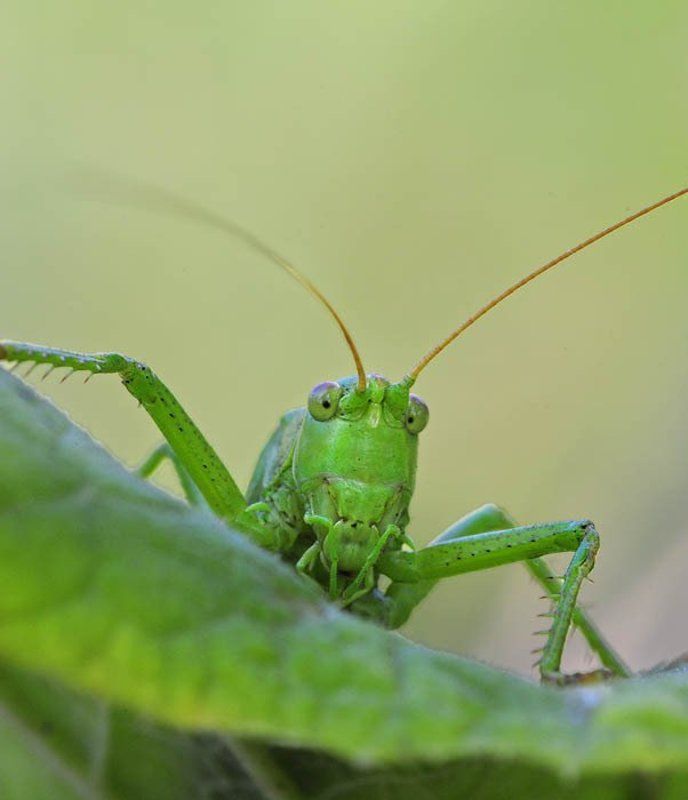 Легкое недоумение фото превью