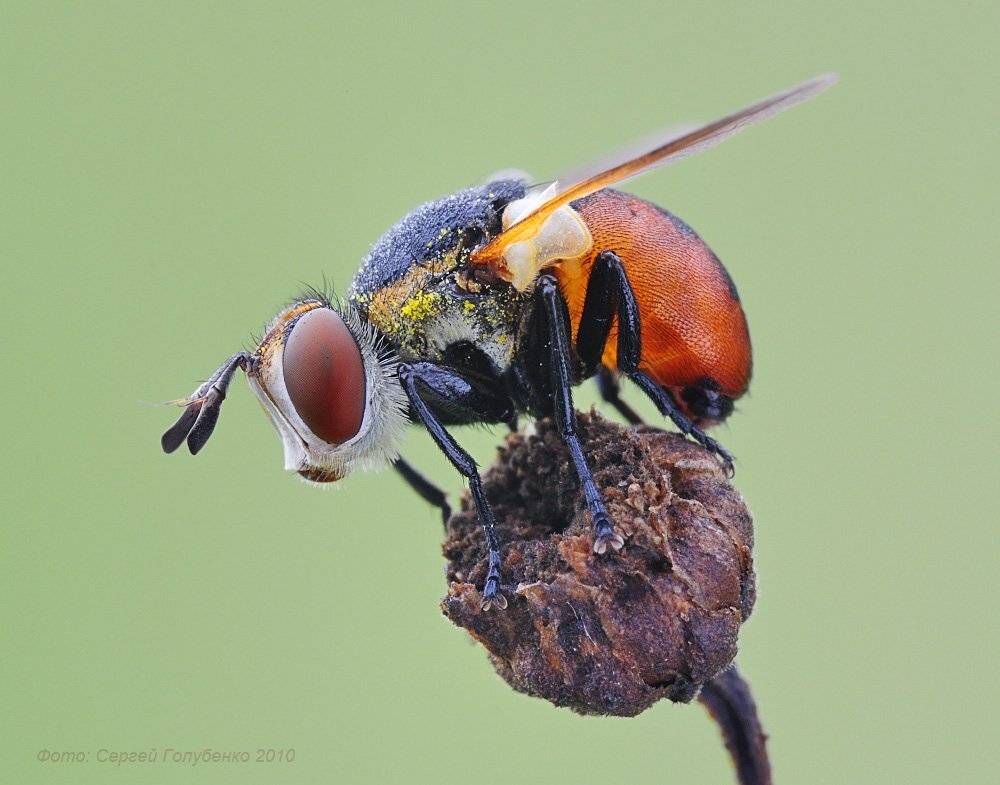 , Сергей Голубенко