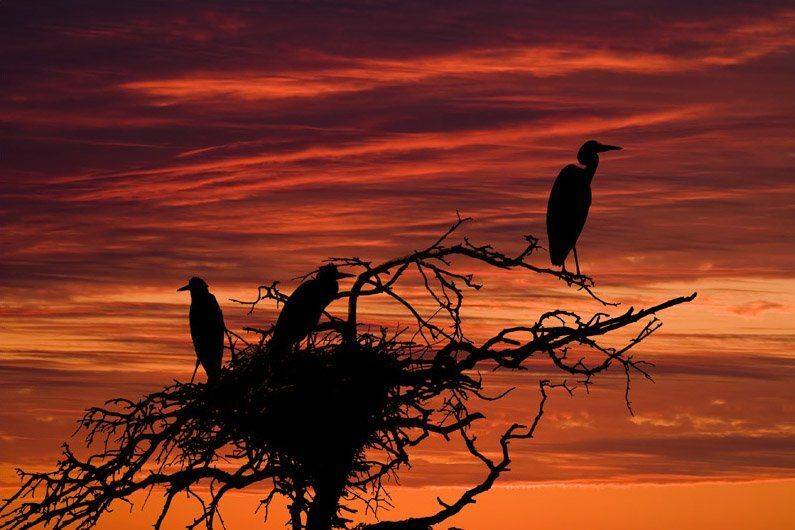 цапти, закат, птицы, Георгий Грушин (Photo-classic)