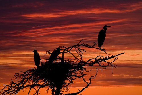 Сумеречный дозор.