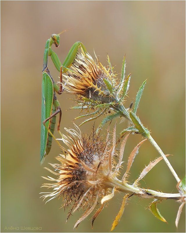 *** фото превью