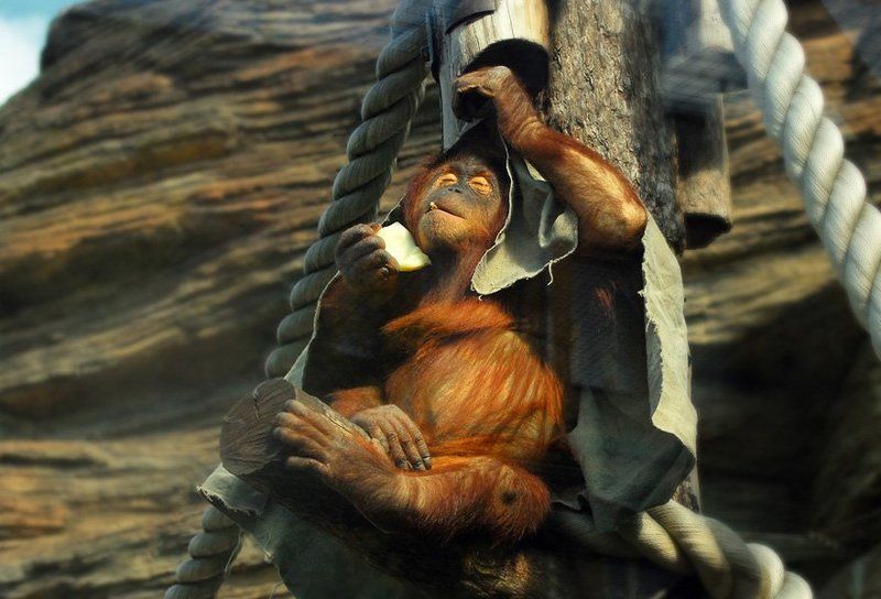 кайф фото превью