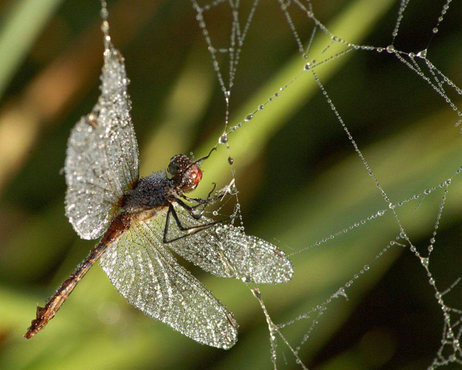 паутина, стрекоза, роса, Максим Негода