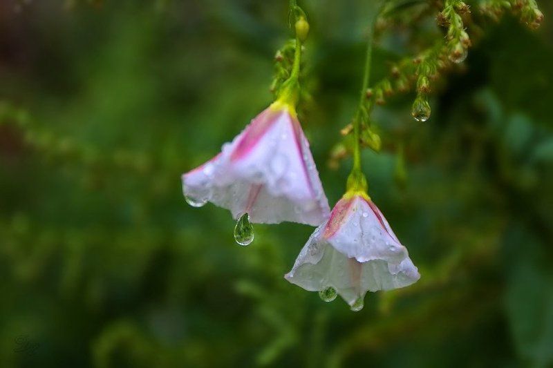 дождь, капли Шербургские зонтики фото превью