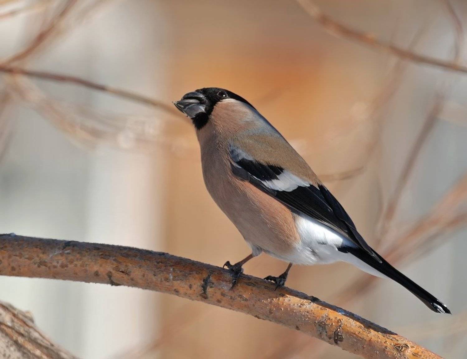 птица, снегирь, самка, Ермолаев Андрей