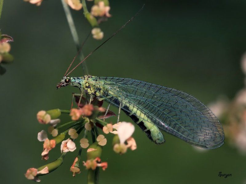 лето, трава, златоглазка — Эй, птичка, летим со мной, там столько вкусного!!! фото превью