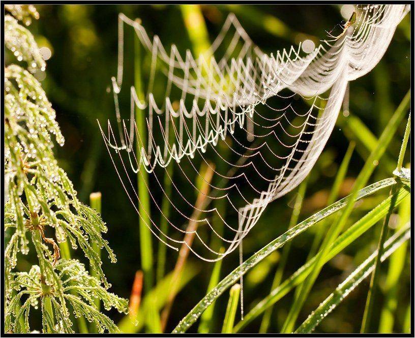 , Бурлов Андрей