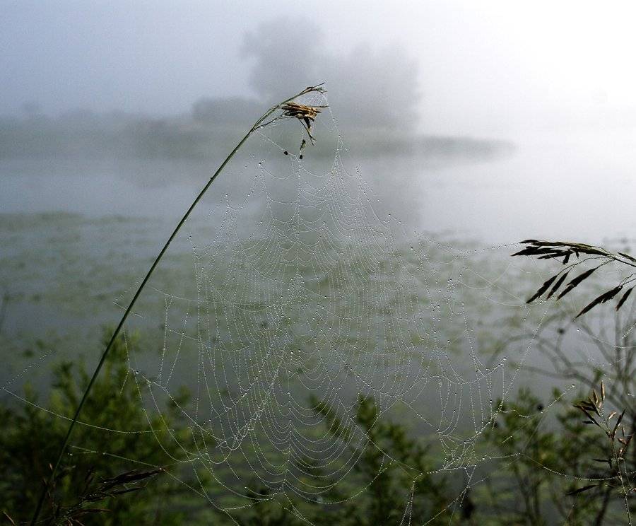 утро, роса, паутина, Николай Морский