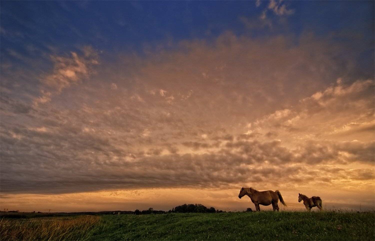 заря, Александр Титаренко