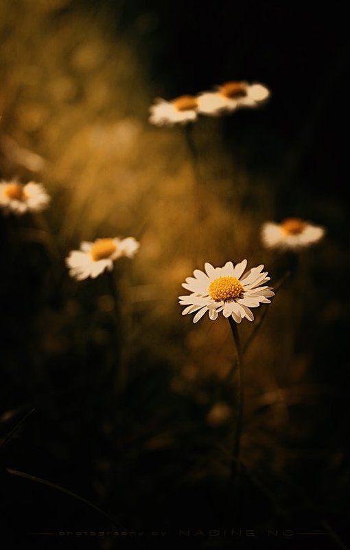 Daisy фото превью