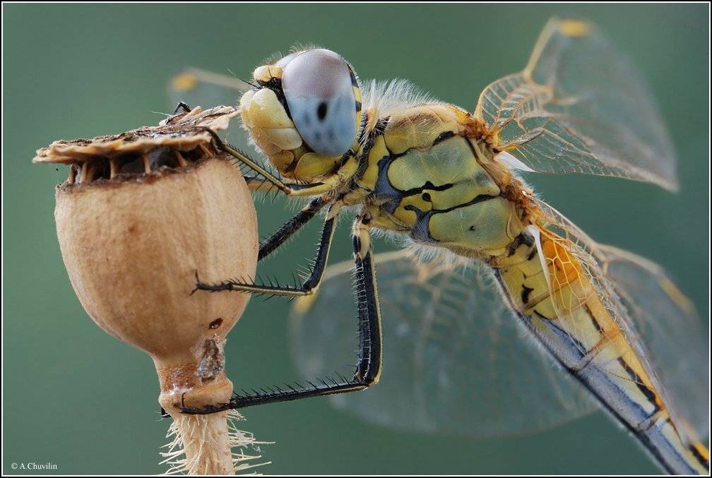 стрекоза,мак,крым, Александр Чувилин