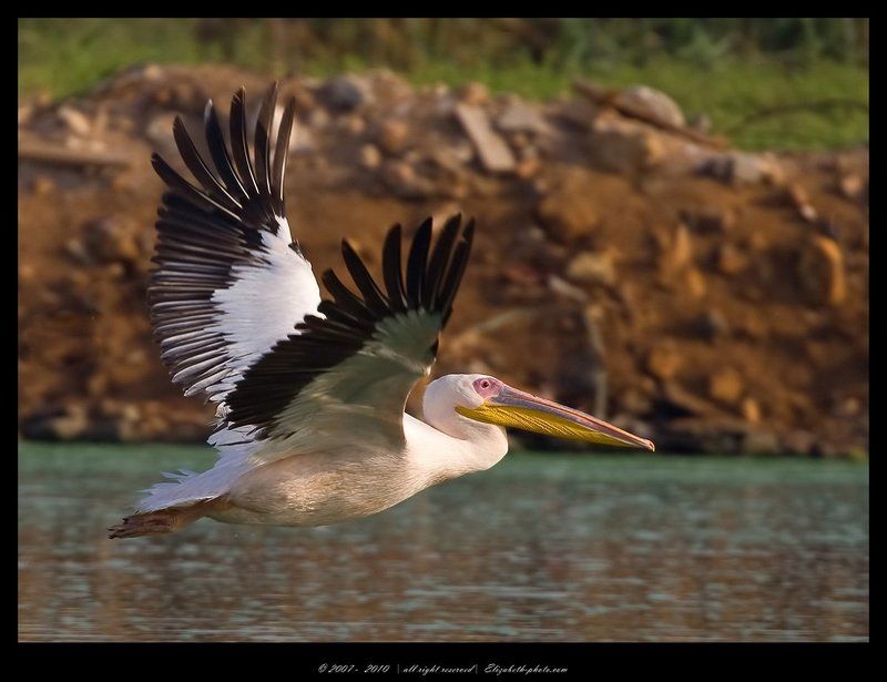 розовый, пеликан, pelecanus, onocrotalus, израиль Розовый пеликан - Pelecanus onocrotalus фото превью
