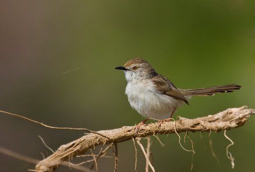 крошечный жених