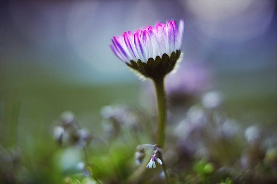 , Наталья Ова