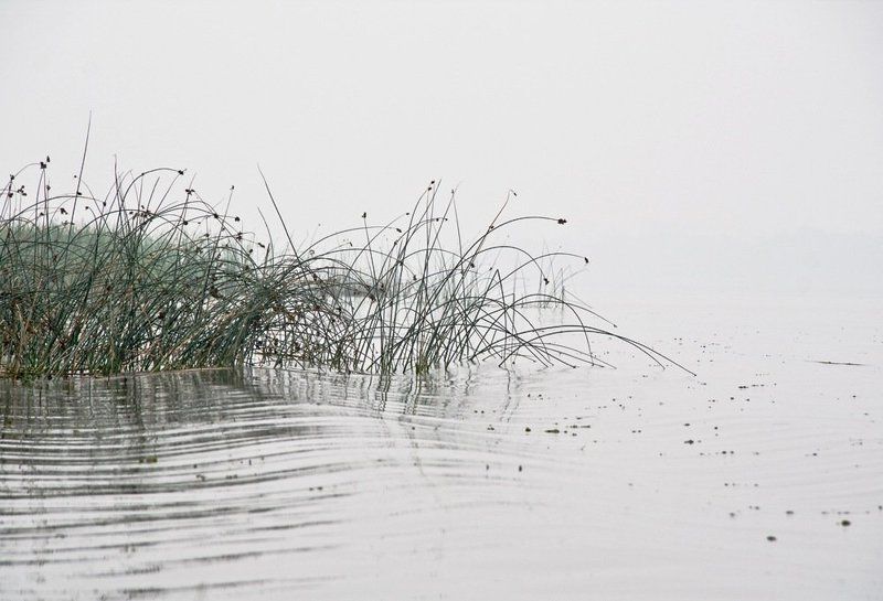 тростник фото превью