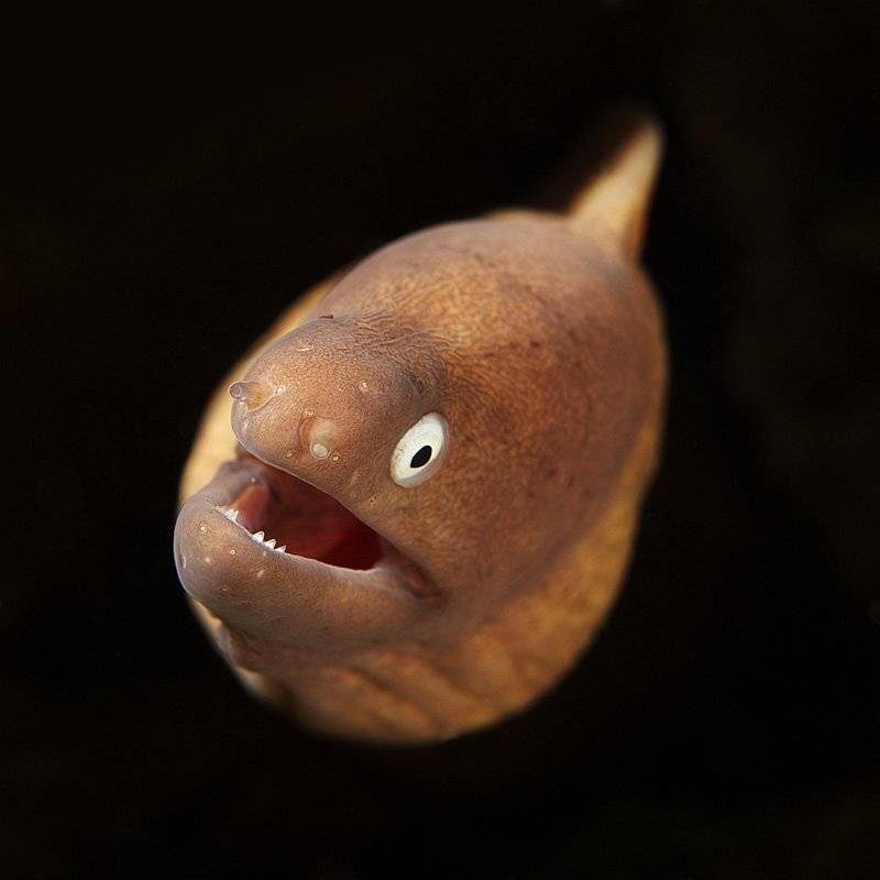 muraena, underwater, Anton Akhmatov