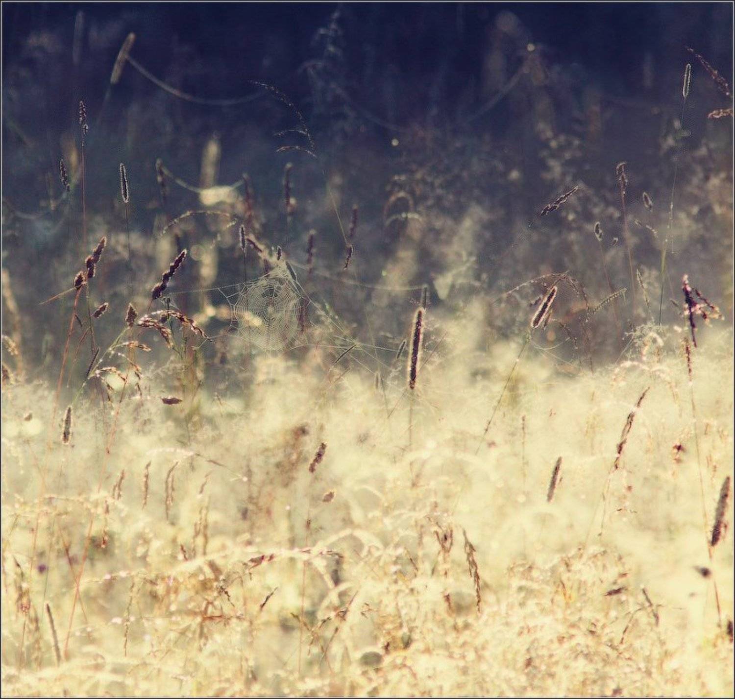 утро, лето, роса, паутинка,, Влад Соколовский