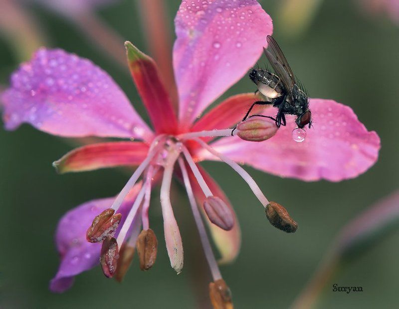 лето, цветок, муха Пива?! Не-е… Пива не надо! Пива, не-е! Фигушки…  Нет уж, я девушка приличная… фото превью