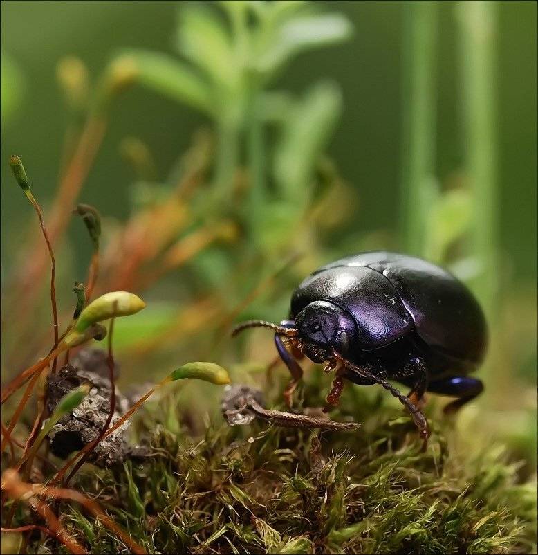 , Андрей Осокин