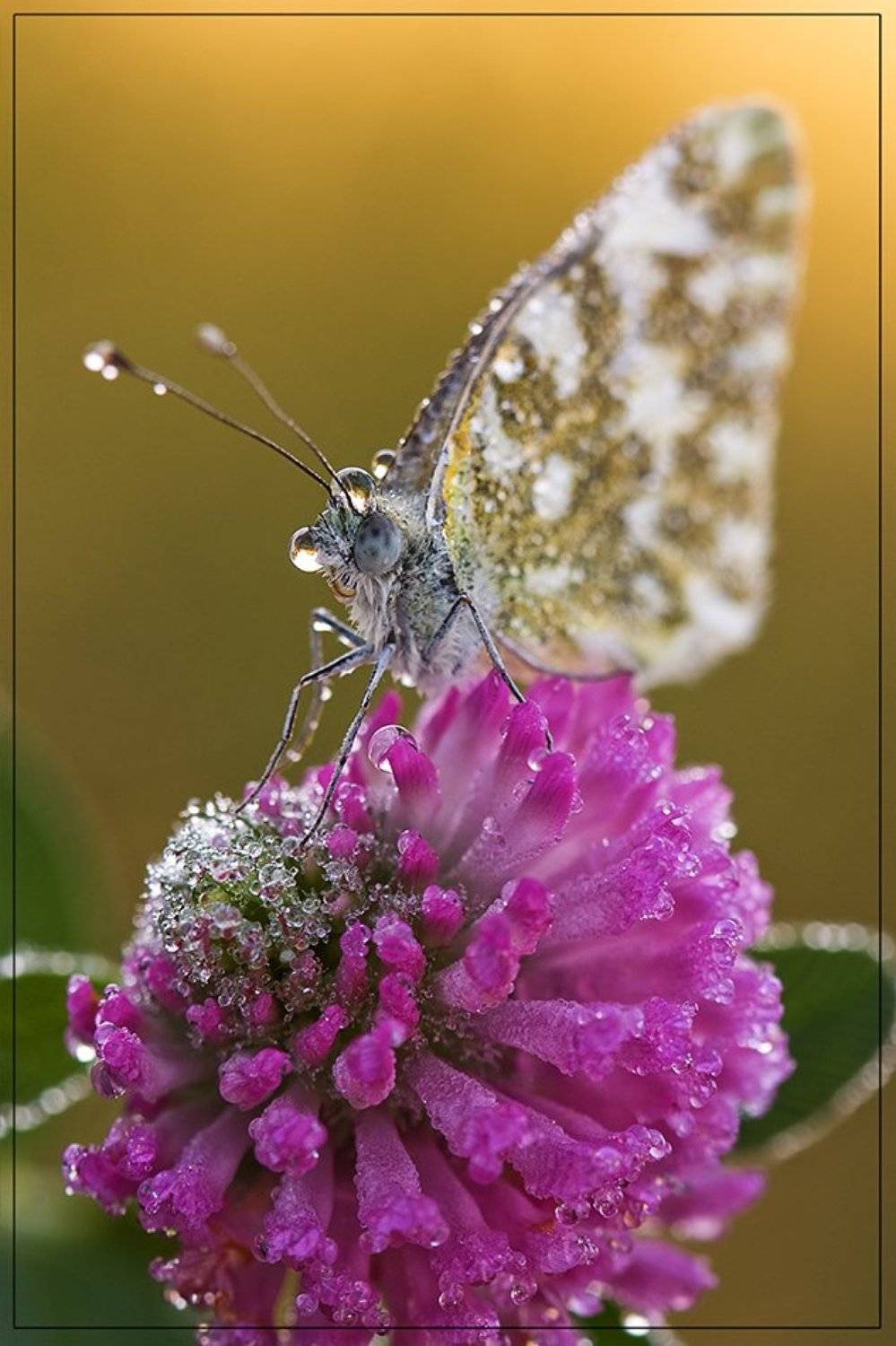 , Виктор Кулицкий