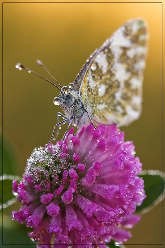 Клевер в сахаре фото превью