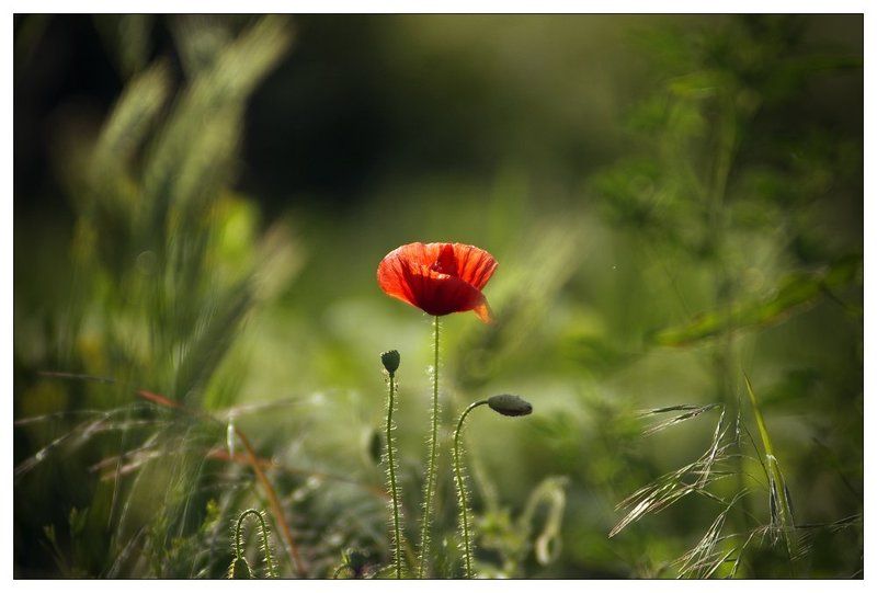 Poppy ... фото превью