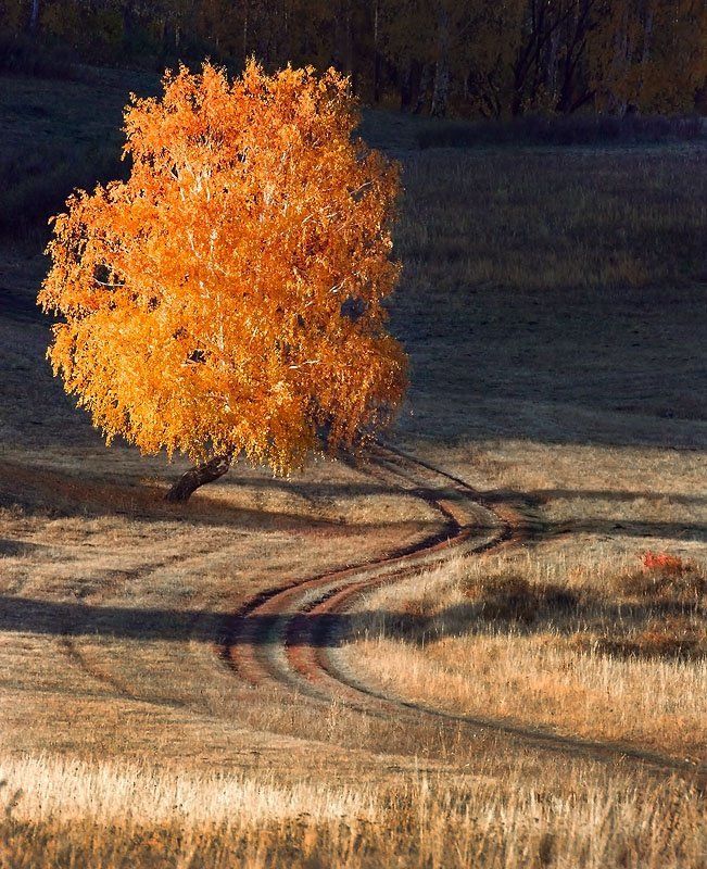 Осенний Шар -Крона! фото превью