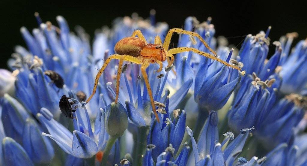 паук, макро, Сергей Харитон