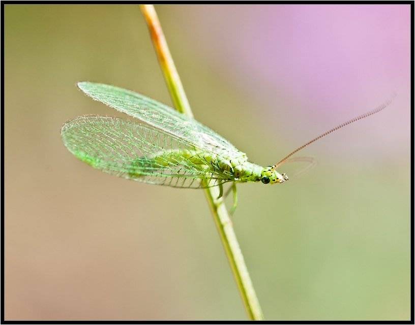 , Бурлов Андрей