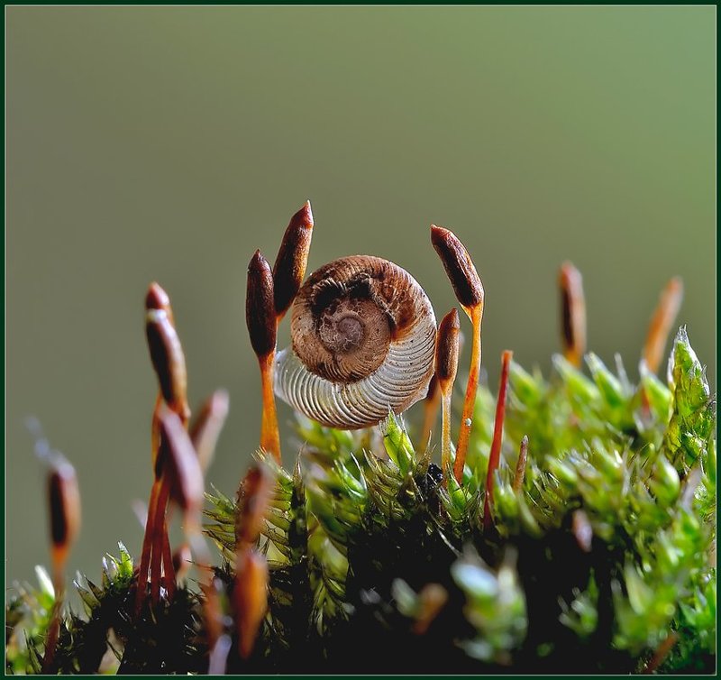 Теремок. фото превью