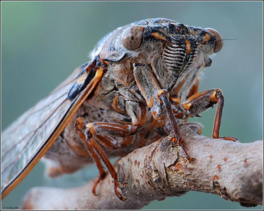 цикада,крым,певунья, Александр Чувилин