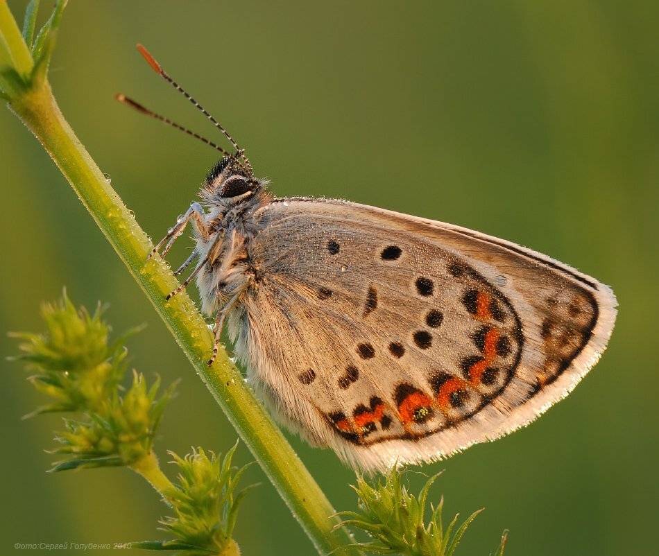 , Сергей Голубенко