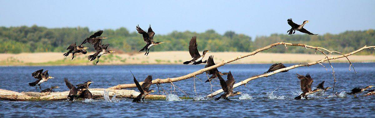 бакланы, Михаил Псарёв