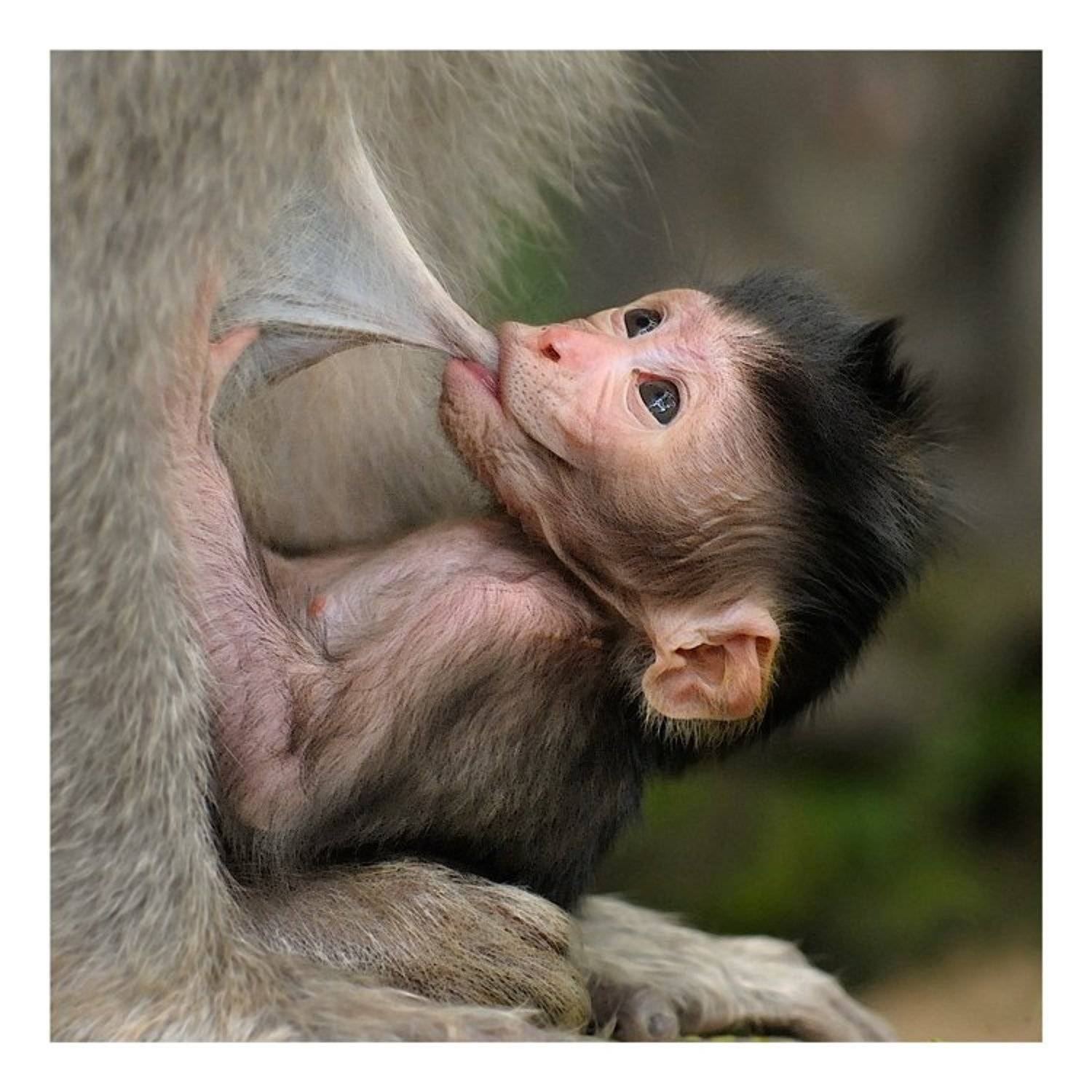 макак-крабоед, сосунок, macaca fascicularis, Наталья Паклина