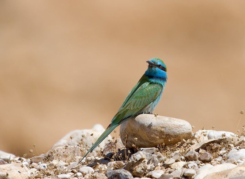 малая, зеленая, щурка щурки бывают разные... фото превью