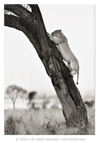 Дереволазка