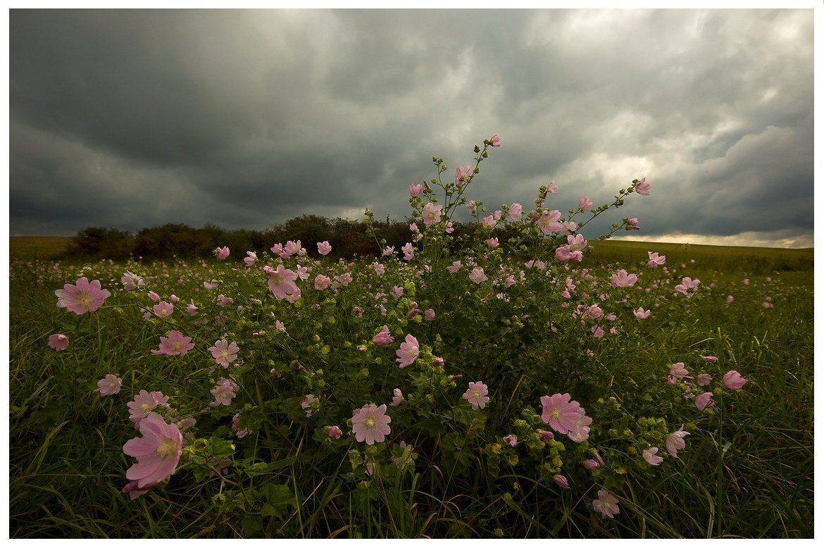 , Николай Шахманцир