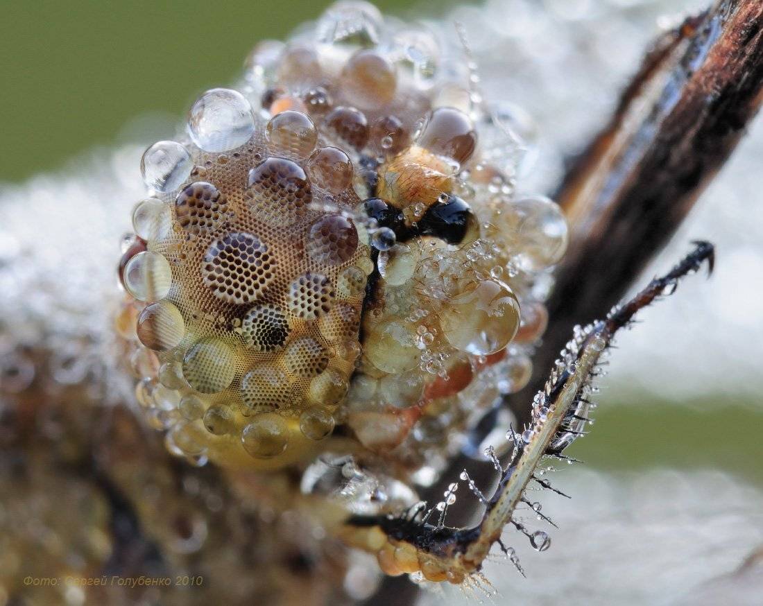 , Сергей Голубенко