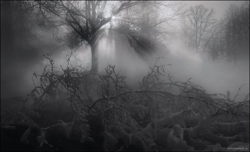 Звезда и тернии фото превью