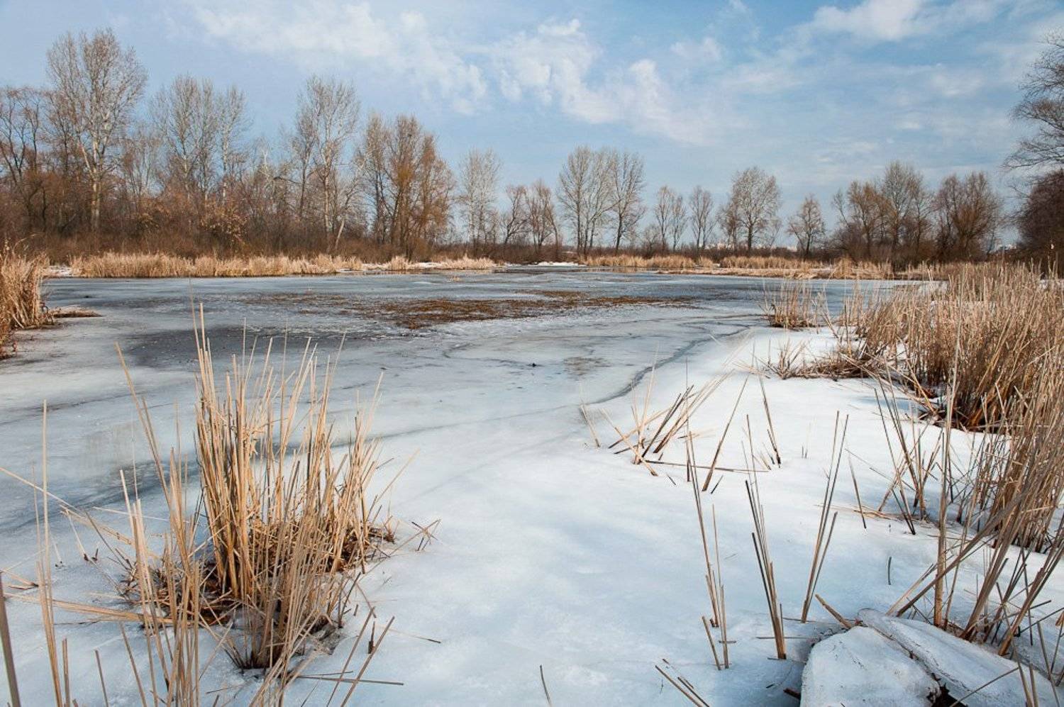 киев, десенка, март, весна, камыши, небо, Elena