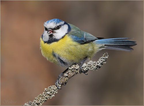 Сладкоежка